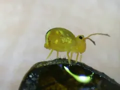 Dicyrtomina minuta thumbnail 3