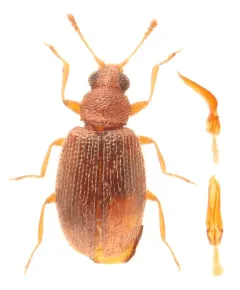 Melanophthalma inermis thumbnail 3