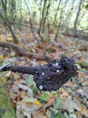 Hymenoscyphus imberbis