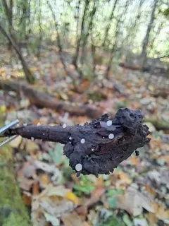 Hymenoscyphus imberbis thumbnail 1