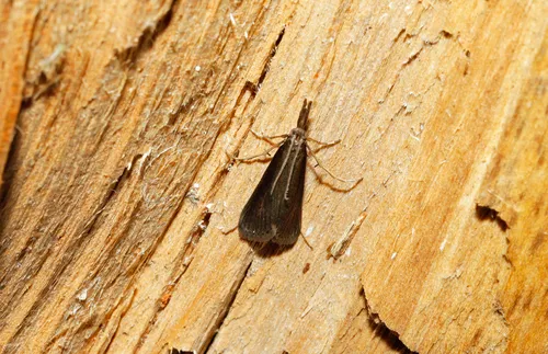 Donacaula aquilellus