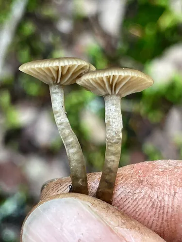 Omphaliaster asterosporus