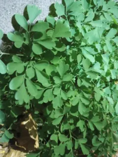 Yellow Fumitory thumbnail 3