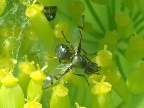 Rivellia cognata