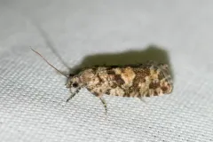 Larch Needleworm thumbnail 1