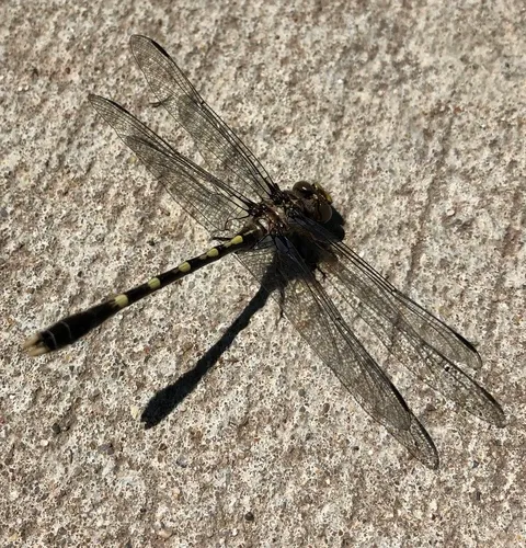 Common Sanddragon