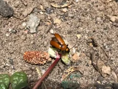 Nemognatha scutellaris thumbnail 4