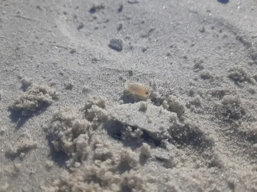 Northern Big-eyed Sandhopper