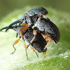 Hollyhock Weevil thumbnail 2