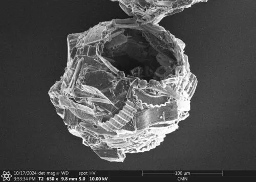 Difflugia globulosa