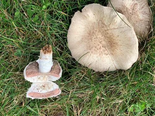 Agaricus cupreobrunneus