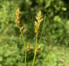 slender-footed sedge thumbnail 3