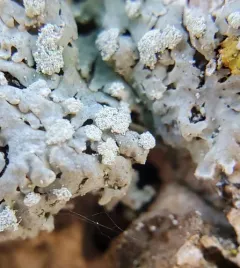 American Rosette Lichen thumbnail 4