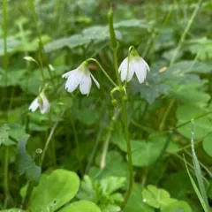 trilliumleaf woodsorrel thumbnail 4