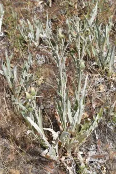 ashland thistle thumbnail 4