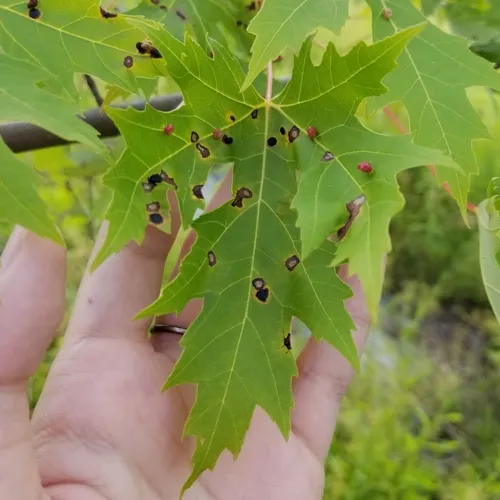 Maple Bladdergall Mite