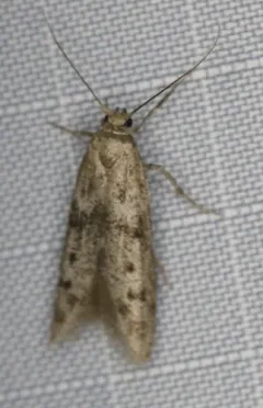 Hypatopa titanella thumbnail 4