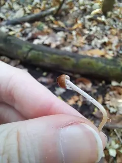 Psathyrella sublatispora thumbnail 1