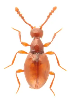 Euconnus rasus thumbnail 2