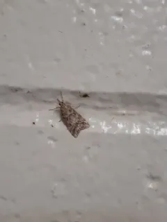 Eudonia torniplagalis thumbnail 4