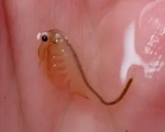 Branchinecta cornigera thumbnail 4