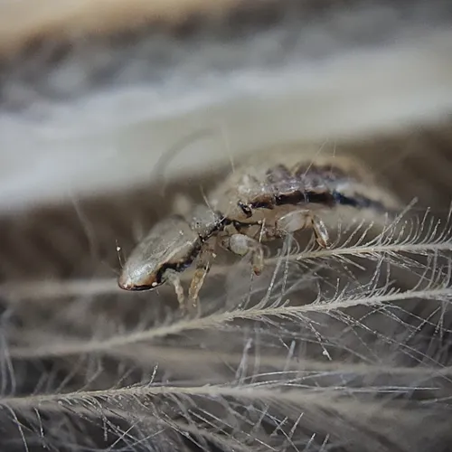 Poultry Head Louse