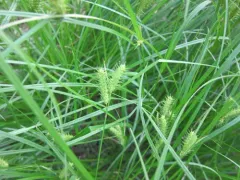 Bailey's Sedge thumbnail 2