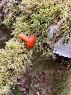 Lactarius subflammeus thumbnail 3