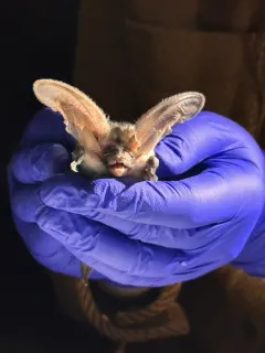 Spotted Bat thumbnail 4