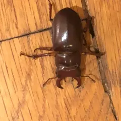Reddish-brown Stag Beetle thumbnail 3