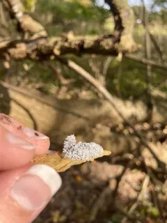 Claustria didermoides thumbnail 2