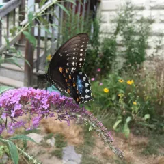 Spicebush Swallowtail thumbnail 4
