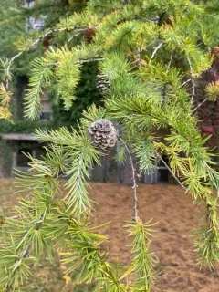 Japanese larch thumbnail 3
