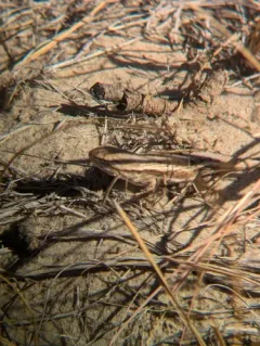Prairie Lizard thumbnail 2