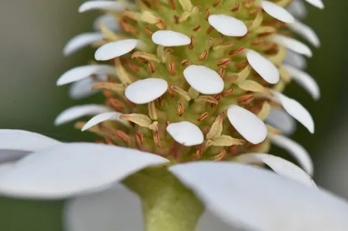 Yerba Mansa