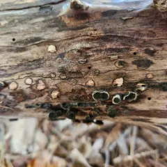 Biscogniauxia marginata thumbnail 4
