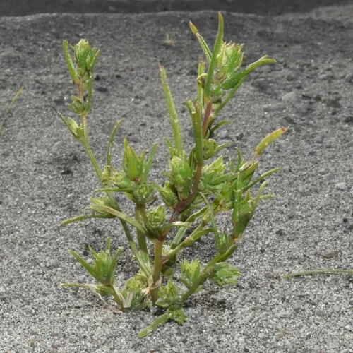 pacific bugseed