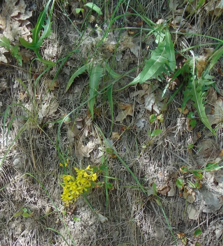 Tapertip Hawksbeard