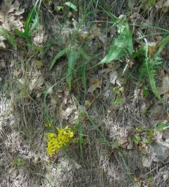 Tapertip Hawksbeard thumbnail 1