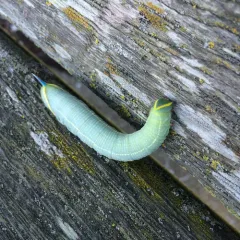 Western Eyed Sphinx thumbnail 2