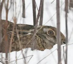 Brown Hare thumbnail 3