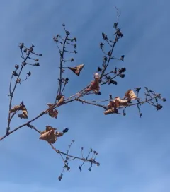 Old Field Blackberry thumbnail 3