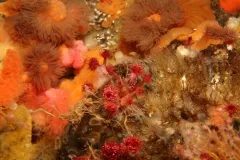Pomegranate Aeolid thumbnail 4