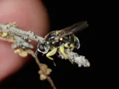 Dalmannia nigriceps thumbnail 3