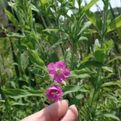 Great Willowherb thumbnail 3