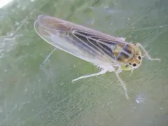 Corn Leafhopper thumbnail 2