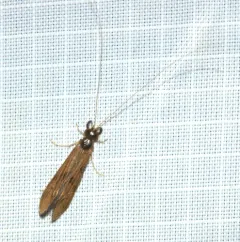 Gold-winged Long-horned Caddisfly thumbnail 4
