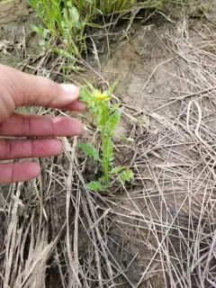 hispid yellowcress thumbnail 3
