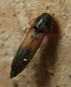 Isorhipis ruficornis thumbnail 3