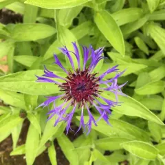 Perennial Cornflower thumbnail 4